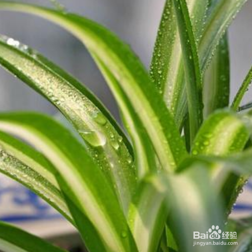 银边吊兰该怎么养殖？