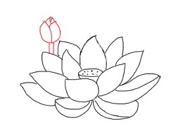 简笔画---怎么画荷花