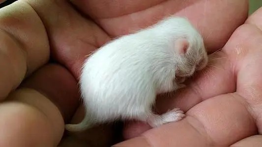 小仓鼠出生后多少天开始自己吃东西