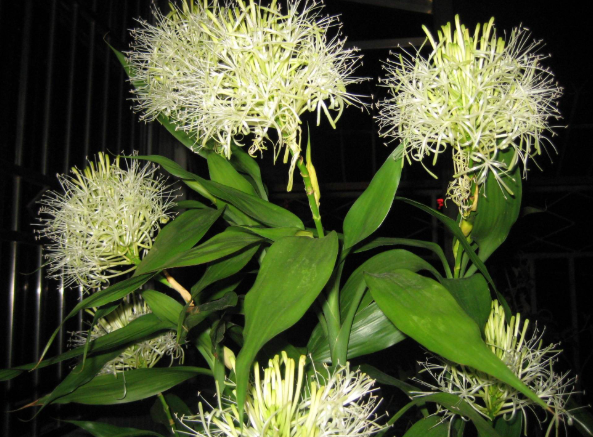 水养的富贵竹能开花吗