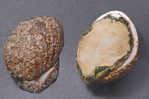 海鲜处理有妙招之七（鲍鱼）