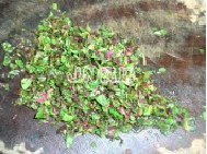 豆渣苋菜面包的做法