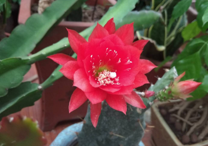 令箭荷花不开花的原因是什么