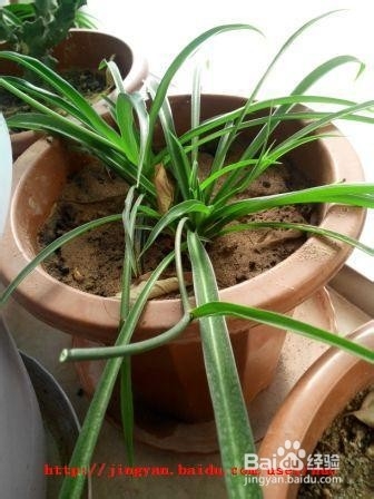 吊兰春季管理方法及注意事项控制匍匐茎太长