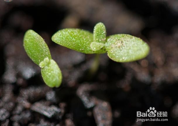 冰菜种植的方法