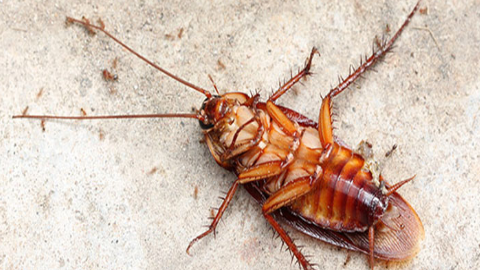 高楼层的蟑螂从哪里来的