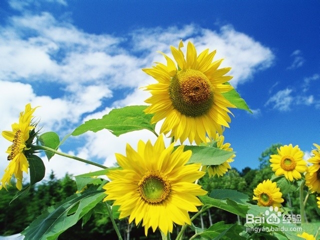 【经典】提高学习效率的10种最有效的方法