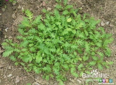 黄豆增强大脑活性，美白护肤