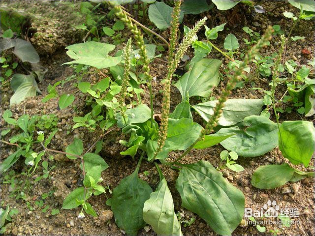 前列腺炎的食疗方法推荐