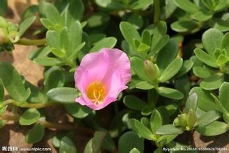 不是所有蔬菜都适宜生吃的