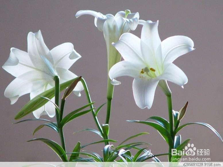 有哪些食物不适合猫咪食用呢?