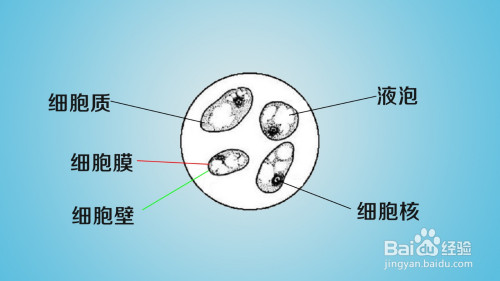 番茄果肉細胞結構圖怎麼畫