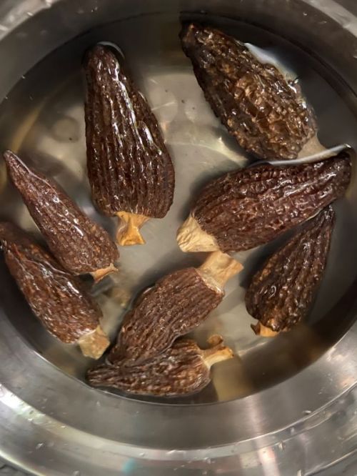 清蒸羊肚菌包肉