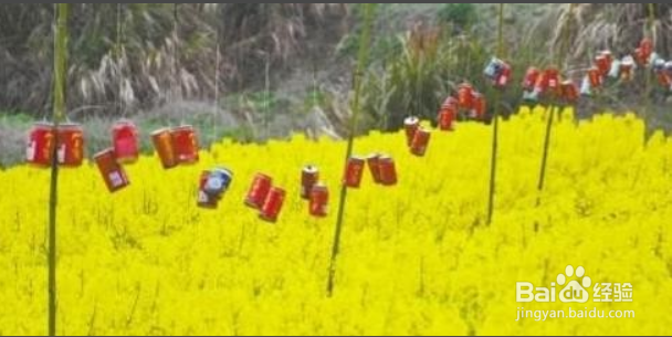 赶走麻雀的最佳办法