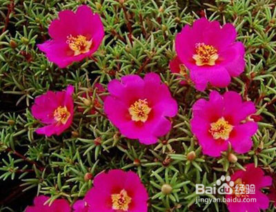 太阳花怎么修剪爆盆