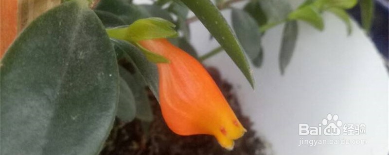 金鱼吊兰修剪教程