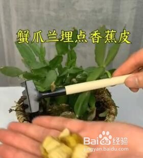 怎么在家种绿植