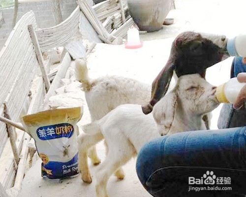 如何预防羔羊腹泻