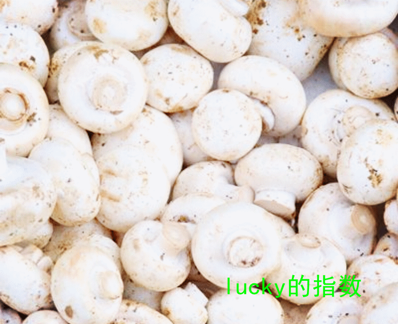 菌类养生的简介