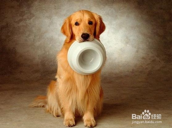 如何挑选优质的金毛猎犬