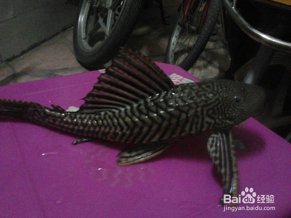 清道夫变白了怎么办？清道夫颜色变浅怎么办？