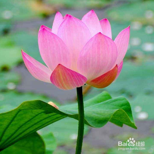 荷花绽放的季节是多久？