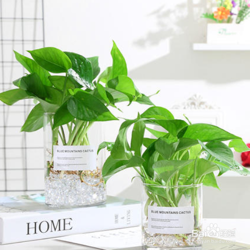 水培绿萝叶子发黄怎么解决?