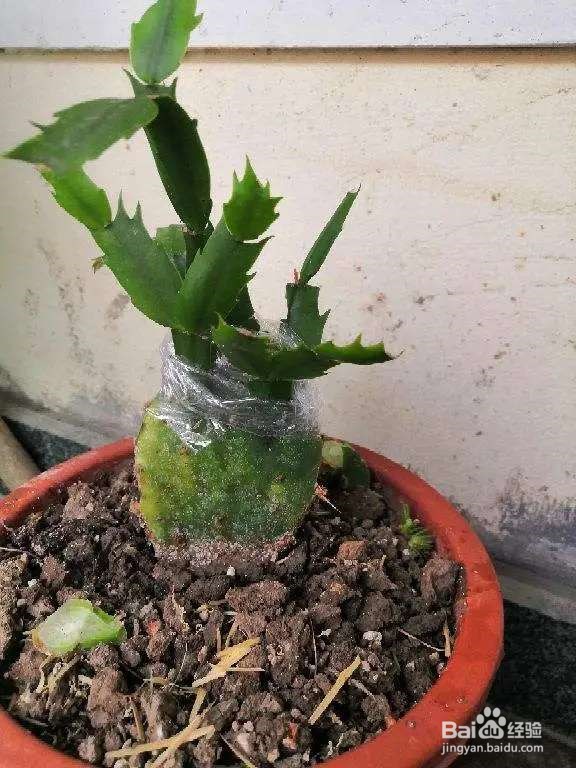 秋天是蟹爪兰“高光时刻”,养护好,才能爆开花