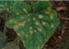 中药制剂防治黄瓜炭疽病