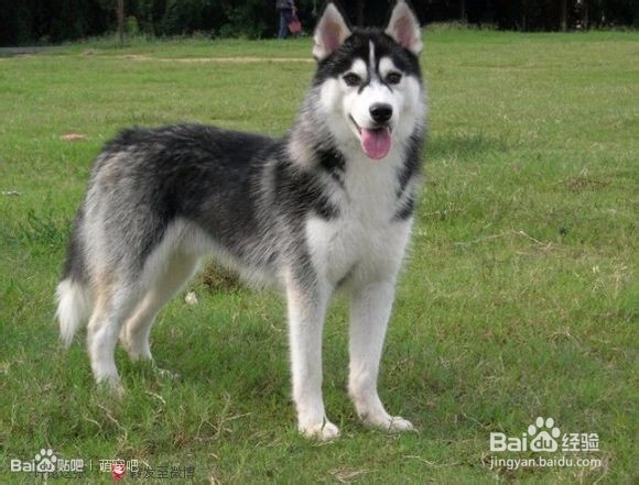 哈士奇训练教程