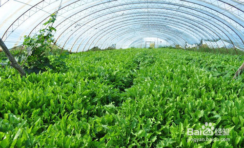 冬季蔬菜出现冻害怎么办