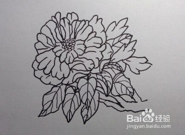 线描画：怎么画石榴花如何画石榴花（步骤）