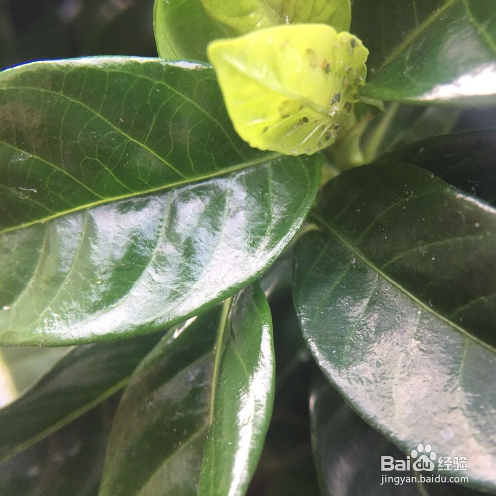 栀子花后期怎样养才能长得好