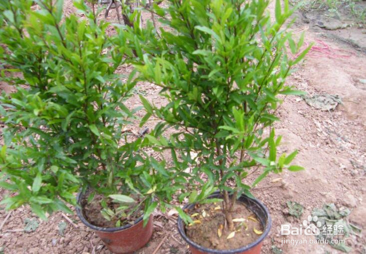 月季石榴盆栽制作方法