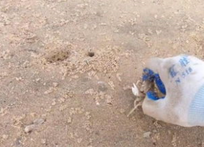 海边沙蟹怎么捉