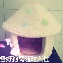 怎样正确喂养牛头梗才能让狗狗健康漂亮?