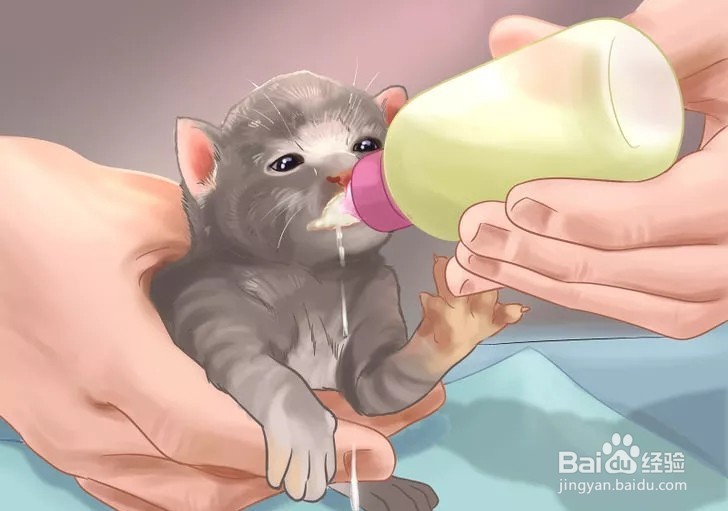 怎样照顾幼猫？