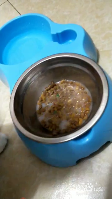 用宠物饮料给宠物猫狗补水的方法