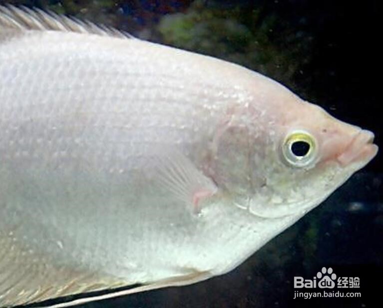 招财鱼咬鱼怎么办