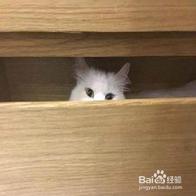猫咪经常喜欢躲起来怎么办