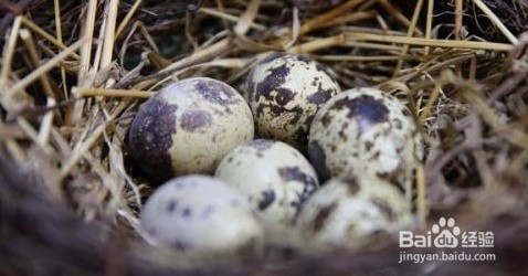 科学小实验：如何让鹌鹑蛋脱衣服
