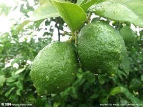 柠檬的功效与作用、营养价值及选购