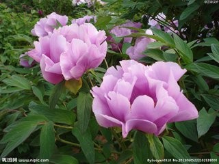 旅客运输办理细则--铁路实作必备部分