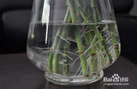 富贵竹生根后怎么养