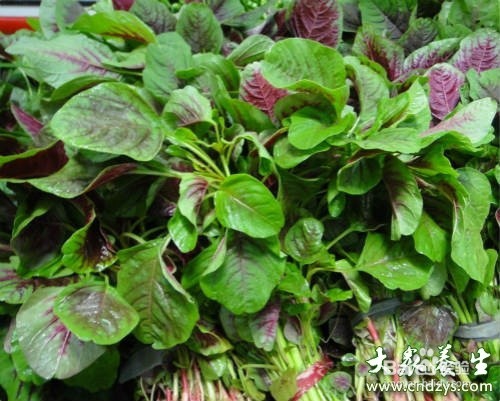 可以吃用的野菜，和它们的功效