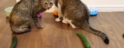 小猫最害怕的颜色是什么