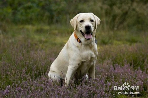 养拉布拉多需要注意些什么事情?
