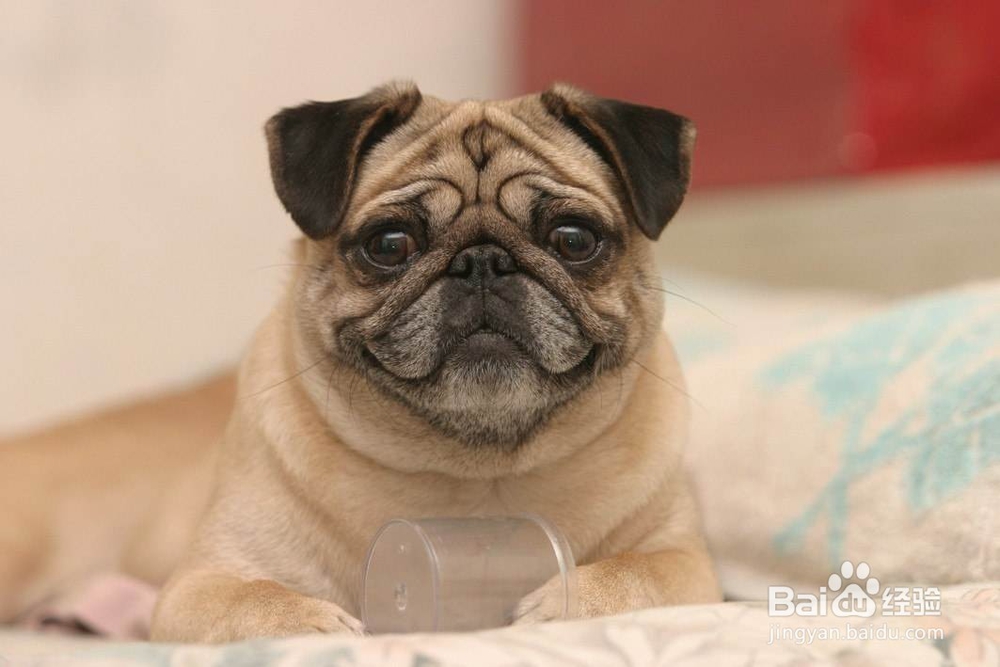 如何快速区分巴哥 和斗牛