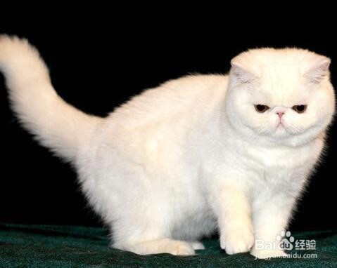 养加菲猫的注意事项