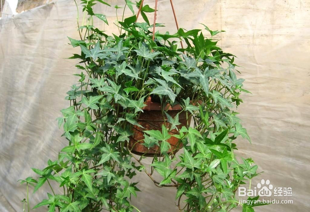 不宜放的家里面的植物